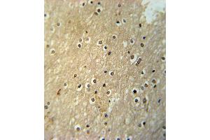 X6- Antibody (ABIN652261 and ABIN2841119) immunohistochemistry analysis in formalin fixed and raffin embedded human brain tissue followed by peroxidase conjugation of the secondary antibody and DAB staining. (PAX6 抗体  (AA 352-380))