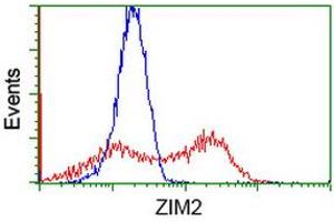 HEK293T cells transfected with either RC211188 overexpress plasmid (Red) or empty vector control plasmid (Blue) were immunostained by anti-ZIM2 antibody (ABIN2453802), and then analyzed by flow cytometry. (ZIM2 抗体  (AA 1-150, AA 428-527))