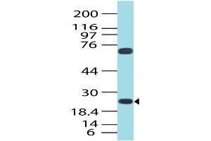 Image no. 1 for anti-Germinal Center Expressed Transcript 2 (GCET2) antibody (ABIN5026988) (GCET2 抗体)