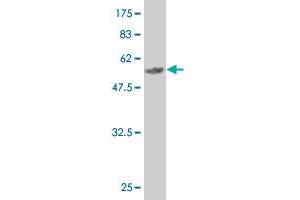 Western Blot detection against Immunogen (59. (MEOX2 抗体  (AA 1-303))