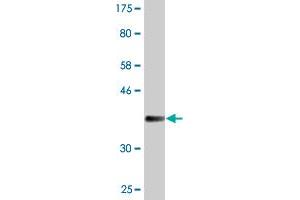 Western Blotting (WB) image for anti-Uromodulin (UMOD) (AA 25-120) antibody (ABIN521253)