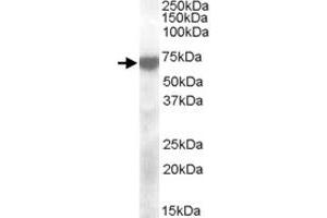 KCNQ4 polyclonal antibody  (2 ug/mL) staining of human cerebellum lysate (35 ug protein in RIPA buffer). (KCNQ4 抗体)