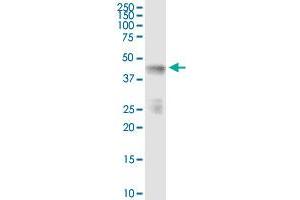 Immunoprecipitation of INPP1 transfected lysate using anti-INPP1 MaxPab rabbit polyclonal antibody and Protein A Magnetic Bead , and immunoblotted with INPP1 purified MaxPab mouse polyclonal antibody (B01P) . (INPP1 抗体  (AA 1-399))