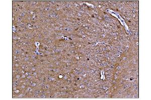 IHC analysis of CAMKIV/Camk4 using anti-CAMKIV/Camk4 antibody (ABIN7600419). (CAMK4 抗体  (AA 19-469))