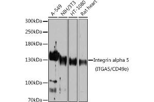 Western blot analysis of extracts of various cell lines, using Integrin alpha 5 (ITG/CD49e) antibody (ABIN6131552, ABIN6142564, ABIN6142565 and ABIN6221799) at 1:1000 dilution. (ITGA5 抗体  (AA 750-1000))