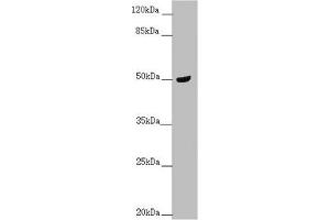 Western blot All lanes: TAMM41 antibody at 1. (TAM41 抗体  (AA 161-452))