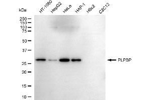 Western blotting analysis using PLPBP antibody (ABIN7800073). (PLPBP 抗体)