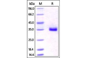 Human IGFBP-7, His Tag on SDS-PAGE under reducing (R) condition. (IGFBP7 Protein (AA 30-282) (His tag))