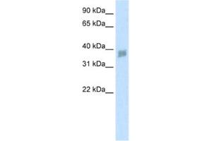 Western Blotting (WB) image for anti-Small Nuclear RNA Activating Complex, Polypeptide 3, 50kDa (SNAPC3) antibody (ABIN2460881) (SNAPC3 抗体)