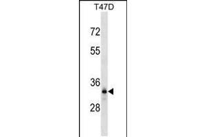 Western blot analysis in T47D cell line lysates (35ug/lane). (DNALI1 抗体  (C-Term))