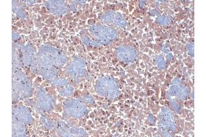 Immunohistochemistry (IHC) image for anti-Hyperpolarization Activated Cyclic Nucleotide-Gated Potassium Channel 2 (HCN2) (AA 761-863) antibody (Atto 594) (ABIN2481379)