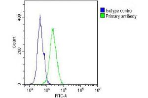 Flow Cytometry (FACS) image for anti-Solute Carrier Family 22 (Organic Cation Transporter), Member 2 (SLC22A2) (AA 57-89), (N-Term) antibody (ABIN6242877)
