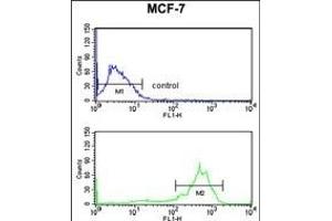 TBB1 Antibody (ABIN652970 and ABIN2842615) flow cytometry analysis of MCF-7 cells (bottom histogram) compared to a negative control cell (top histogram). (TUBB1 抗体)
