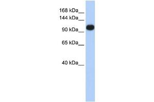 Western Blotting (WB) image for anti-ATPase, Ca++ Transporting, Ubiquitous (ATP2A3) antibody (ABIN2459032) (ATP2A3 抗体)