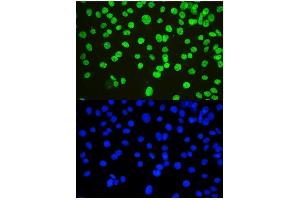IF analysis of nmt55/p54nrb using anti-nmt55/p54nrb antibody (ABIN3044530). (NONO 抗体  (N-Term))