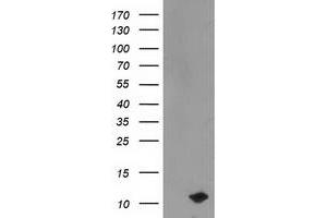 Western Blotting (WB) image for anti-phosphodiesterase 6G, CGMP-Specific, Rod, gamma (PDE6G) antibody (ABIN1500095) (PDE6G 抗体)