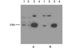 Lane 1: OFP transfecting 293 cell lysateLane 2: EGFP transfecting 293 cell lysateLane 3: 5 ng GFPuv proteinLane 4: Negative 293 cell lysate Primary antibody: A. (GFP 抗体)