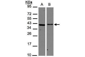WB Image Sample(30 μg of whole cell lysate) A:H1299 B:Hep G2, 12% SDS PAGE antibody diluted at 1:1000 (AIMP1 抗体)