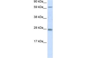 Western Blotting (WB) image for anti-Reproductive Homeobox 11 (RHOX11) antibody (ABIN2461560) (RHOX11 抗体)