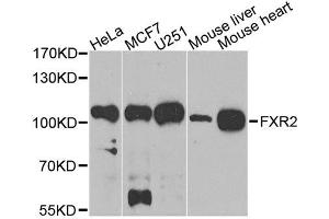 Western blot analysis of extracts of various cell lines, using FXR2 antibody. (FXR2 抗体  (AA 550-650))