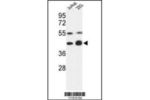 Western blot analysis of COPS3 Antibody in Jurkat, 293 cell line lysates (35ug/lane) (COPS3 抗体  (AA 98-130))