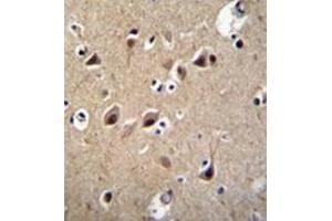Immunohistochemistry analysis in formalin fixed and paraffin embedded human brain tissue reacted with LRTM2 Antibody (C-term) followed which was peroxidase conjugated to the secondary antibody followed by DAB staining. (LRTM2 抗体  (C-Term))