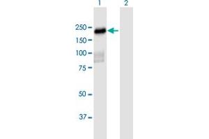 Western Blot analysis of PLEKHH2 expression in transfected 293T cell line by PLEKHH2 MaxPab polyclonal antibody. (PLEKHH2 抗体  (AA 1-1493))