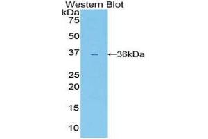 Western Blotting (WB) image for anti-Interleukin 22 Receptor (IL22R) (AA 267-565) antibody (ABIN1859402) (IL22R 抗体  (AA 267-565))