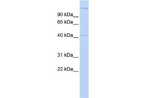 WB Suggested Anti-AIFM2 Antibody Titration:  0. (AIFM2 抗体  (Middle Region))