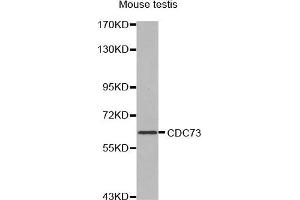 Western Blotting (WB) image for anti-Parafibromin (CDC73) (AA 435-505) antibody (ABIN1679121) (HRPT2 抗体  (AA 435-505))
