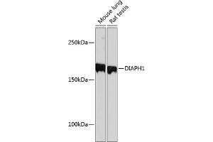 Western blot analysis of extracts of various cell lines, using DI Rabbit mAb (ABIN7266751) at 1:1000 dilution. (DIAPH1 抗体)