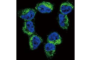 Immunofluorescence (IF) image for anti-Brain-Derived Neurotrophic Factor (BDNF) antibody (ABIN3003616) (BDNF 抗体)