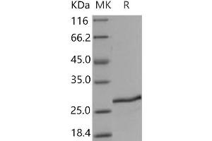 SDF2 Protein (His tag)