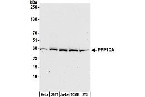 Western Blotting (WB) image for anti-Protein Phosphatase 1, Catalytic Subunit, alpha Isoform (PPP1CA) (C-Term) antibody (ABIN7454526)