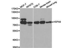 Western Blotting (WB) image for anti-Heat Shock 70kDa Protein 9 (Mortalin) (HSPA9) antibody (ABIN1873102) (HSPA9 抗体)