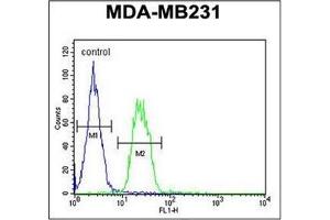 Flow Cytometry analysis of MDA-MB231 cells using S6A12 Antibody (N-term) Cat. (SLC6A12 抗体  (N-Term))