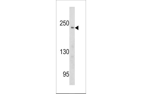 PCM1 抗体  (AA 632-661)