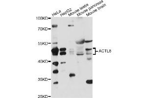 Western blot analysis of extracts of various cell lines, using ACTL8 antibody (ABIN6292769) at 1:1000 dilution. (Actin-Like 8 抗体)