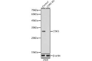 Western blot analysis of extracts from normal (control) and CDK5 knockout (KO) 293T cells, using CDK5 antibody (ABIN6129236, ABIN6138319, ABIN6138320 and ABIN6221397) at 1:1000 dilution. (CDK5 抗体  (AA 1-292))