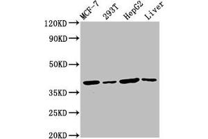 Western Blot Positive WB detected in: MCF-7 whole cell lysate, 293T whole cell lysate, HepG2 whole cell lysate, Mouse liver tissue All lanes: IBA57 antibody at 4. (IBA57 抗体  (AA 286-356))