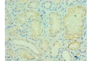 Immunohistochemistry of paraffin-embedded human kidney tissue using ABIN7172241 at dilution of 1:100 (TRAF5 抗体  (AA 1-300))
