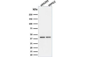Western Blotting (WB) image for anti-CD274 (PD-L1) (AA 39-191) antibody (ABIN6939571)