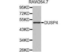 Western blot analysis of extracts of RAW264. (DUSP4 抗体  (AA 1-168))