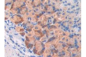 Immunohistochemistry (IHC) image for anti-Coagulation Factor V (F5) (AA 364-611) antibody (ABIN7438925)