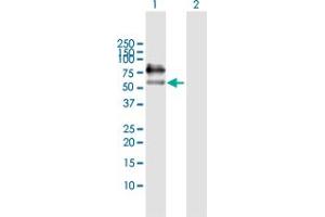 Western Blot analysis of ICAM1 expression in transfected 293T cell line by ICAM1 MaxPab polyclonal antibody. (ICAM1 抗体  (AA 1-532))