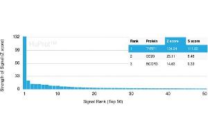 Analysis of Protein Array containing more than 19,000 full-length human proteins using TYRP1-Monospecific Mouse Monoclonal Antibody (TYRP1/3280) Z- and S- Score: The Z-score represents the strength of a signal that a monoclonal antibody (Monoclonal Antibody) (in combination with a fluorescently-tagged anti-IgG secondary antibody) produces when binding to a particular protein on the HuProtTM array. (Tyrosinase-Related Protein 1 抗体  (AA 257-377))