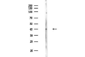 anti-Ret Finger Protein-Like 1 (RFPL1) (Internal Region) antibody