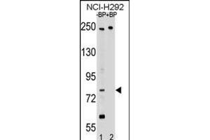 Western blot analysis of PL2 Antibody (N-term) Pab 17460a pre-incubated without(lane 1) and with(lane 2) blocking peptide in NCI- cell line lysate. (APPL2 抗体  (N-Term))