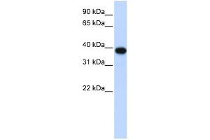 WB Suggested Anti-CDC2 Antibody Titration: 0. (CDK1 抗体  (Middle Region))