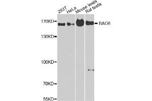 Western blot analysis of extracts of various cell lines, using BAG6 antibody (ABIN1875430) at 1:1000 dilution. (BAT3 抗体)